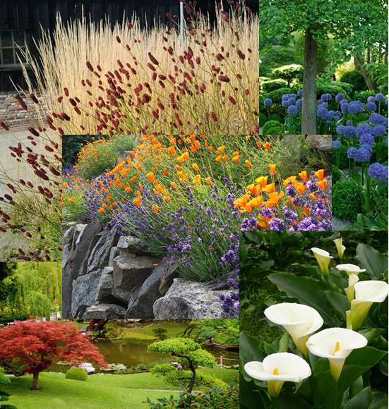 Plantas y colores