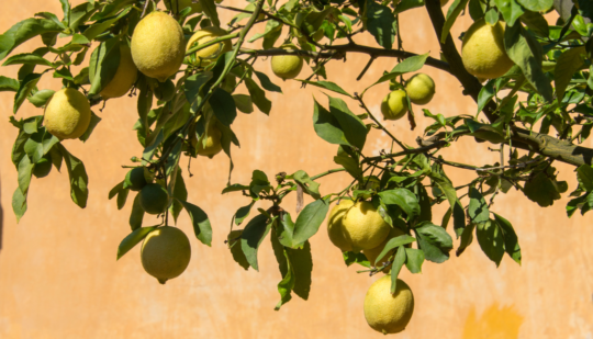 El encanto del limonero en tu jardín: una sinfonía para los sentidos
