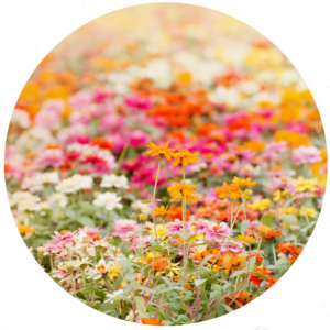 Xerojardinería