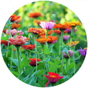Diseño y mantenimiento de jardines sostenible. MOD 2
