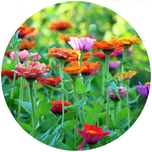 Diseño y mantenimiento de jardines sostenible. MOD 2